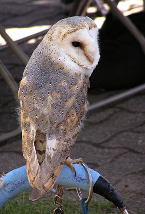barn owl by kerstitch