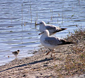seagulls and small bird photo by kerstitch