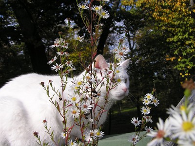 cat with asters photo by kerstitch