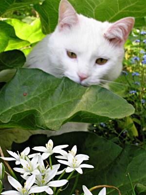 cat hiding behind rhubarb leaf photo by kerstitch