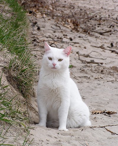 cat on beach photo by kerstitch