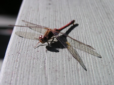 dragonfly photo by kerstitch