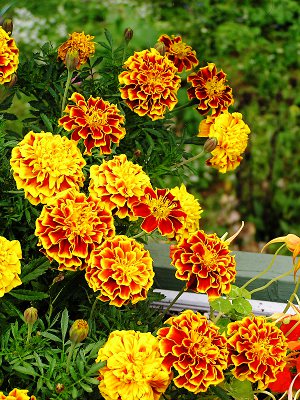 group of bicolour marigolds by kerstitch