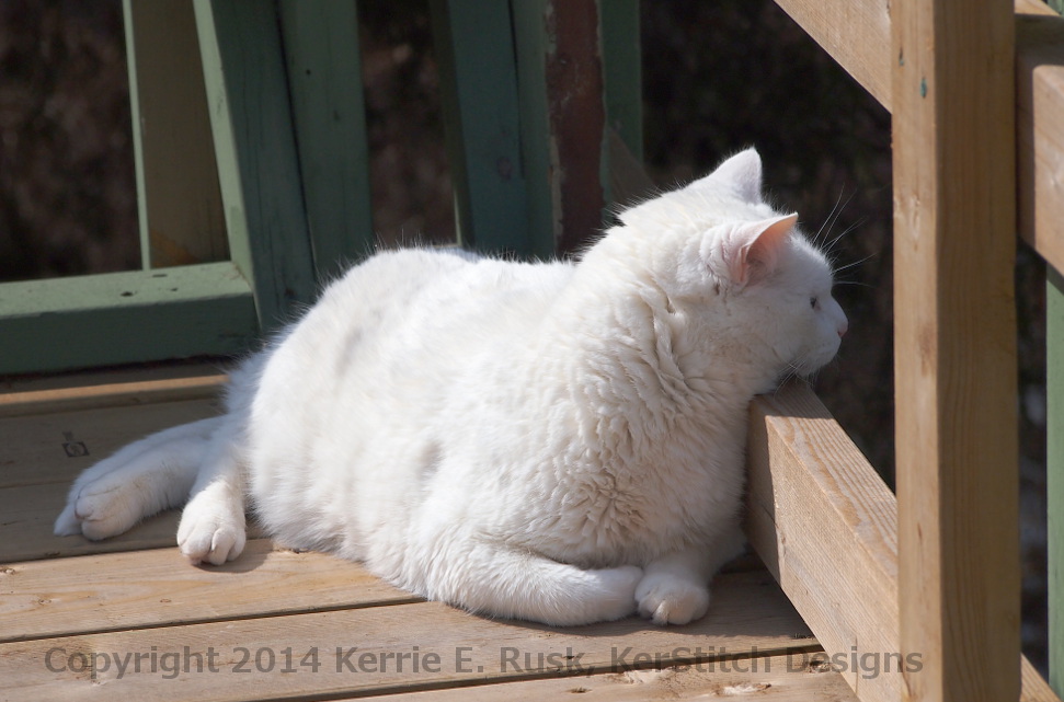 Mr. Cat photo by kerstitch