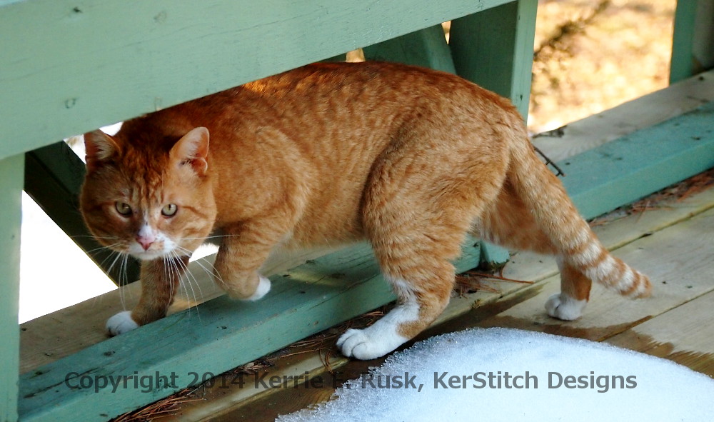 Mr. Cat photo by kerstitch